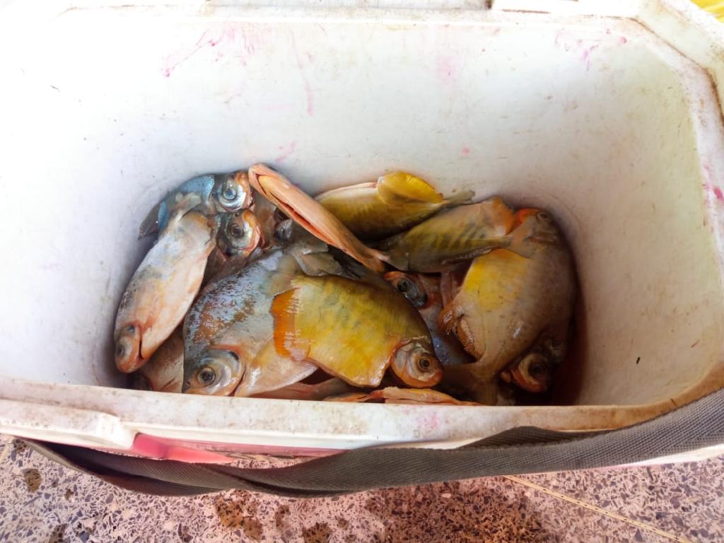 Apreensão de pescado em Santo Antonio