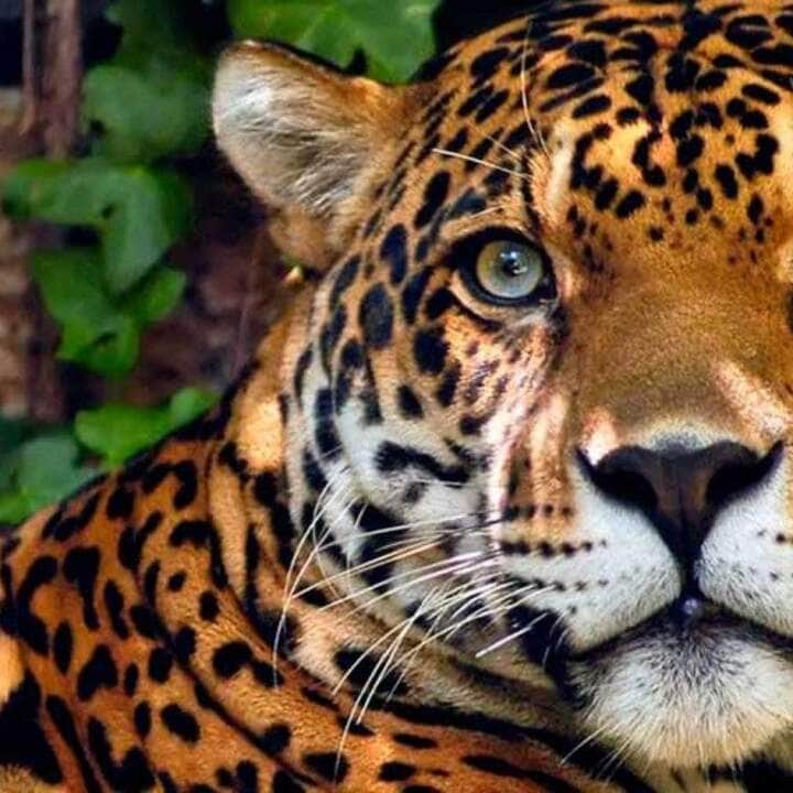 É o terceiro maior felino do mundo, após o tigre e o leão, e o maior do continente americano.