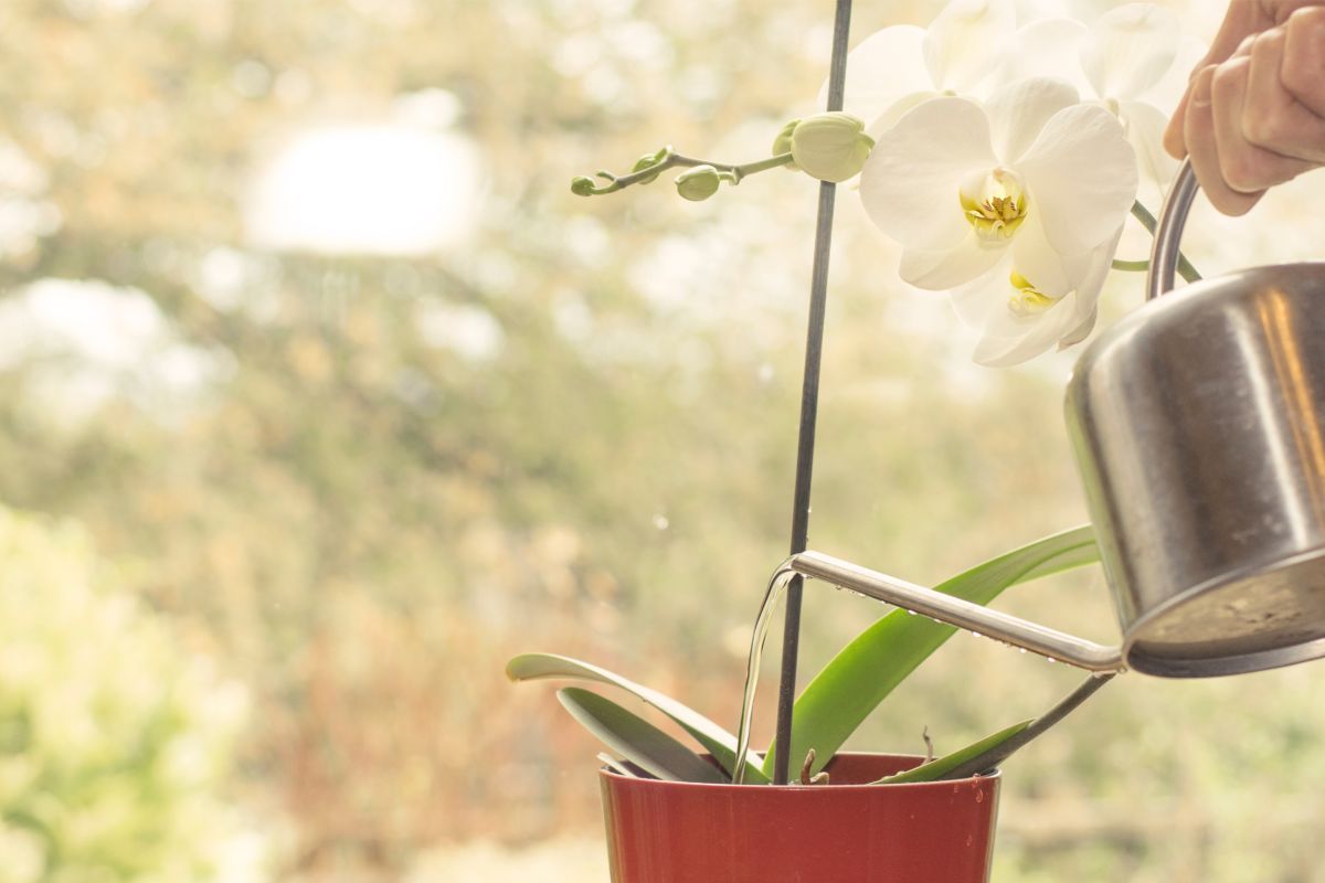 Confira aqui os segredos de rega de orquídeas que ninguém lhe contou - Fonte: canva