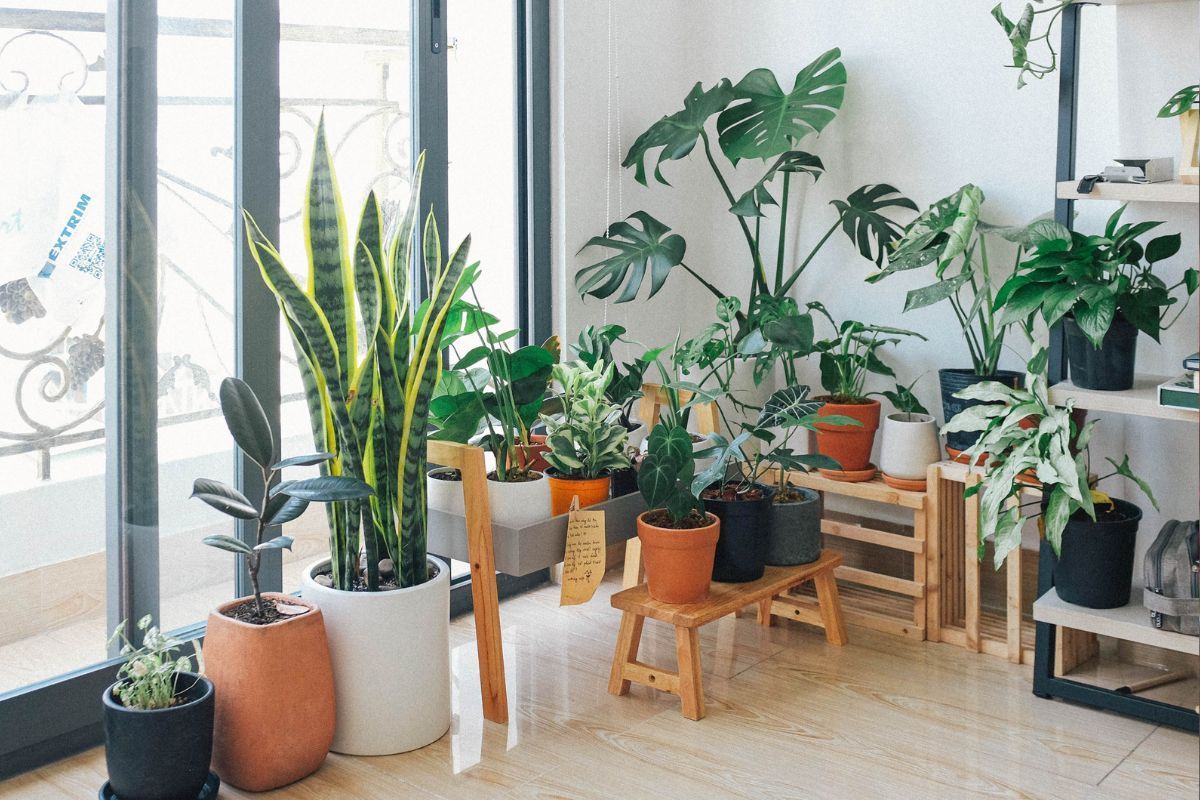 Plantas no inverno: como cuidar? Confira essas dicas incríveis! (Fonte: Canva)