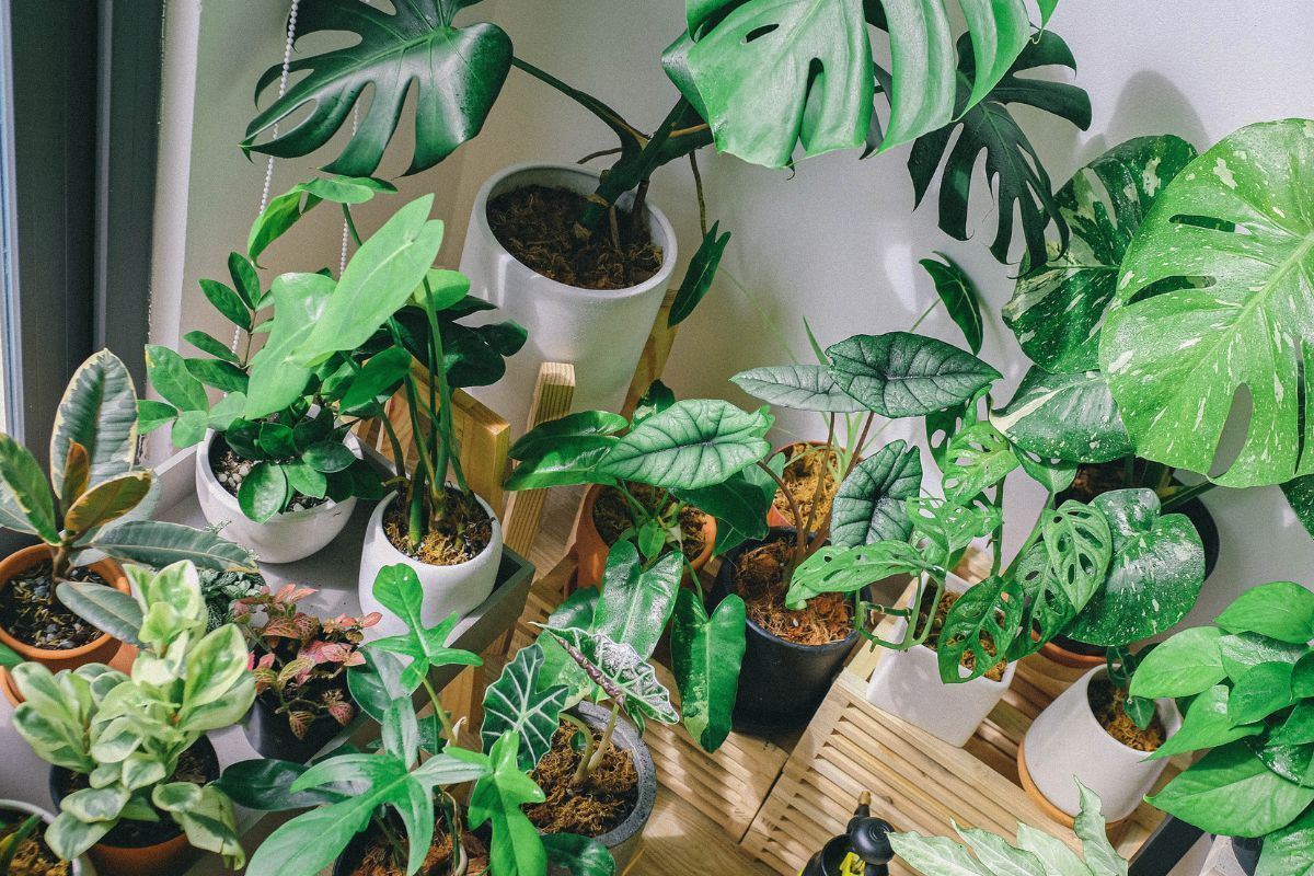 Plantas no inverno: como cuidar? Confira essas dicas incríveis! (Fonte: Canva)