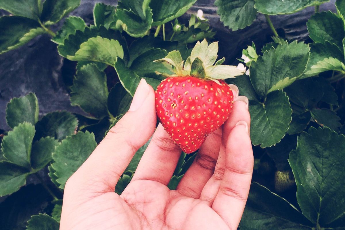 Frutas com pouco açúcar: quais são elas? Confira para manter sua alimentação balanceada!