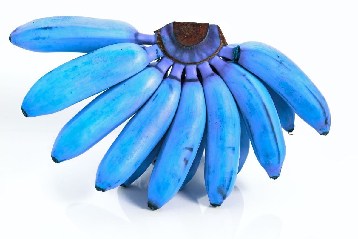 Você conhece a banana azul? Variedade Blue Java, de sabor totalmente diferente - Foto: Canva