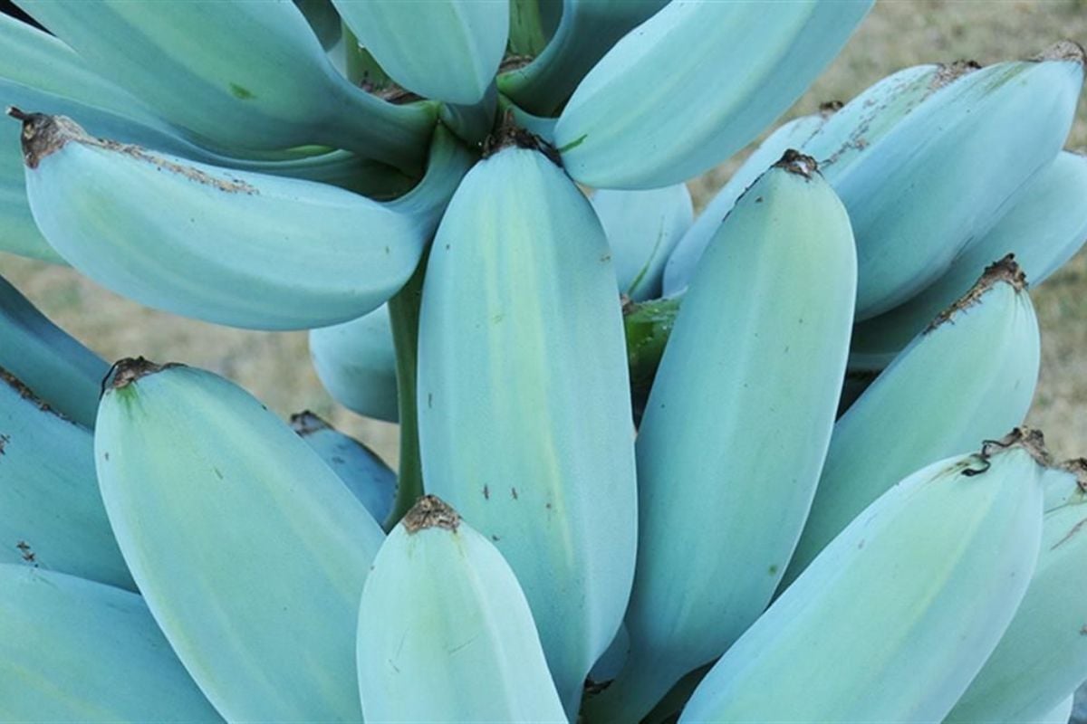 Você conhece a banana azul? Variedade Blue Java, de sabor totalmente diferente - Foto: Pinterest
