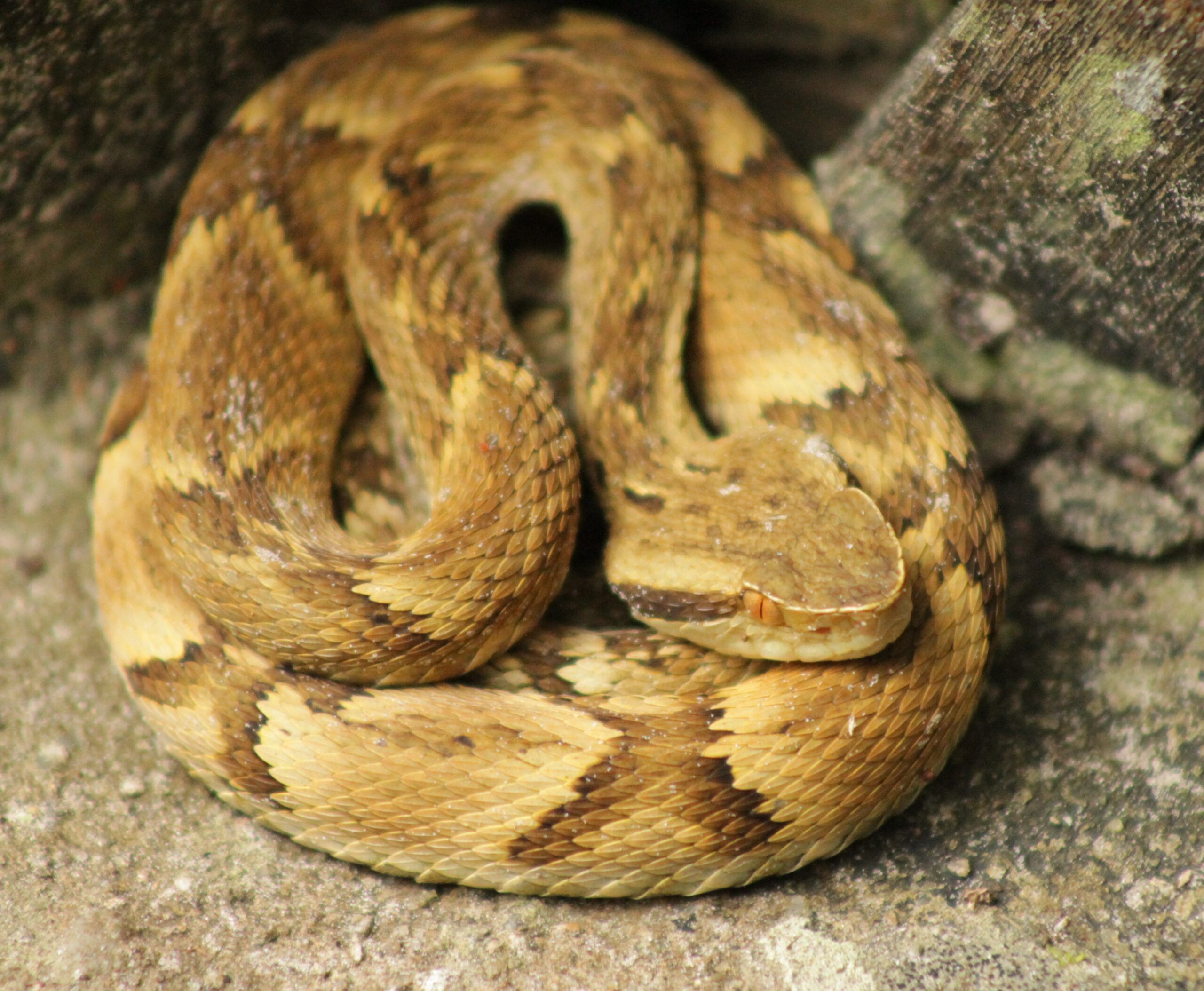 São serpentes peçonhentas, encontradas nas Américas Central e do Sul, sendo importantes causadoras de acidentes com animais peçonhentos no Brasil e nos outros países onde se distribuem, com altas taxas de morbidade e mortalidade.