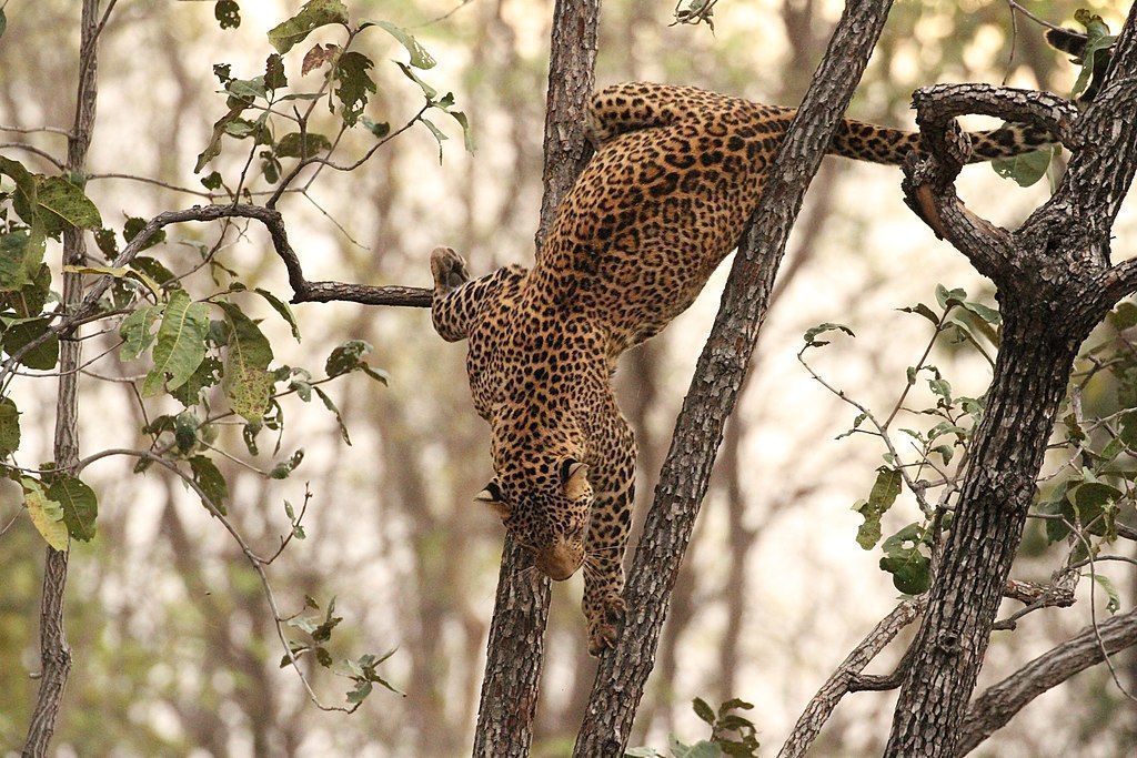 Os leopardos são ativos principalmente do anoitecer ao amanhecer e descansam a maior parte do dia e algumas horas à noite em matagais, entre rochas ou sobre galhos de árvores.