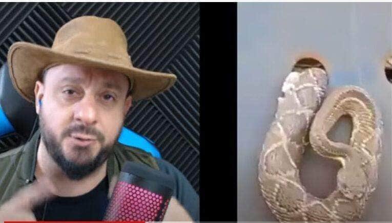 As cascavéis alimentam-se principalmente de pequenos roedores, mas podem fazer uso de seu veneno para fazerem outras vítimas, como pequenas aves, coelhos, lagartos, e, eventualmente, outras serpentes