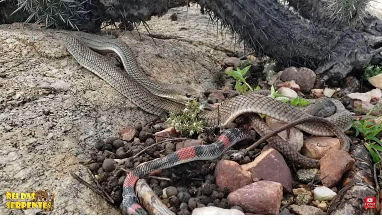 A cobra corre-campo possui uma peçonha que será inoculada através de sua dentição opistóglifa e possui grandes efeitos no corpo do ser humano muito semelhantes aos efeitos da Bothrops jararaca, tendo ações proteolíticas, inflamatória aguda, hemorrágicas e coagulantes, neurotóxica, miotóxica, nefrotóxica e cardiovascular.