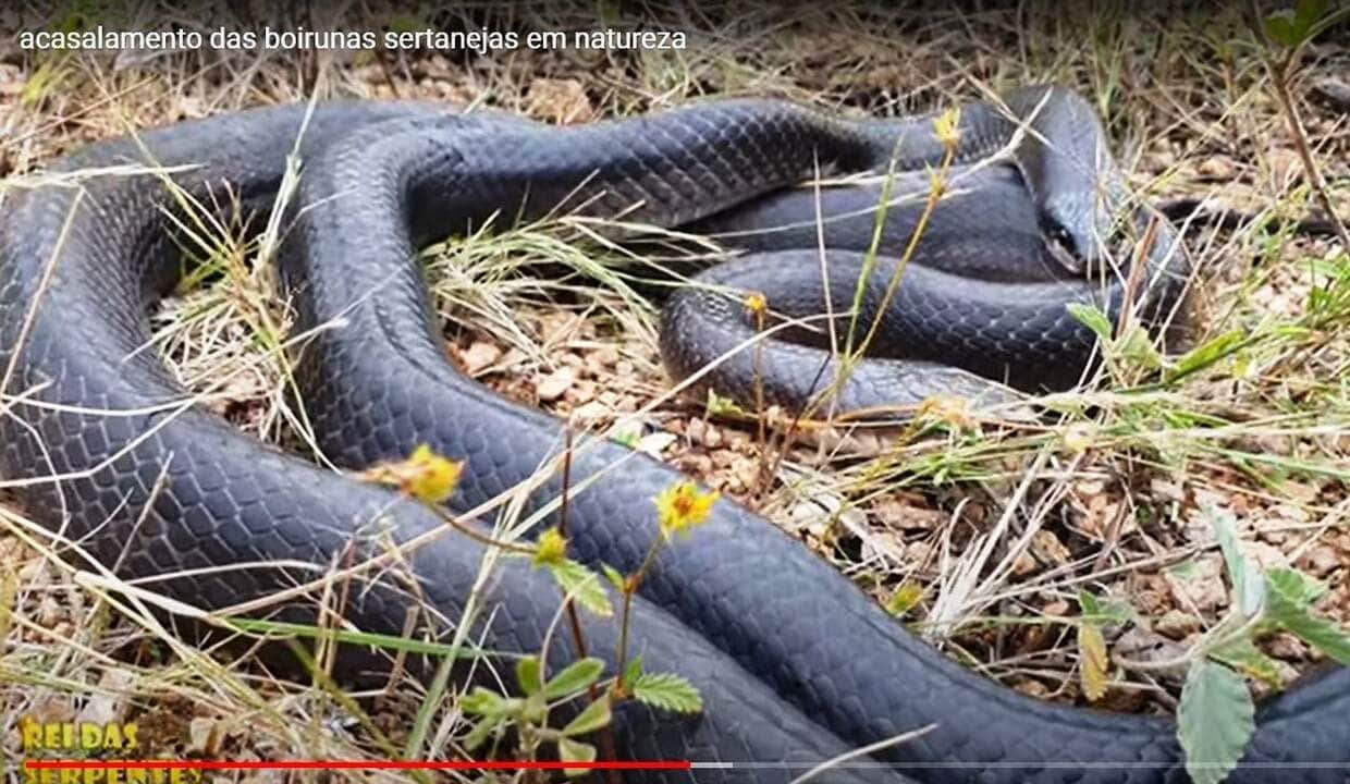 Serpente terrestre e diurna e alimenta-se de roedores, pequenos mamíferos, pequenos lagartos e cobras.