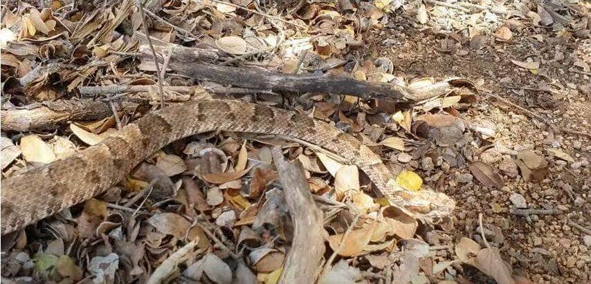 Cobra jararaca faz camuflagem perfeita 2 É a serpente peçonhenta mais comum da Mata Atlântica do Nordeste. Atinge 1,2 m de comprimento em média, mas há registros de até 1,5 m