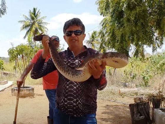 Cobra Cascavel ou cascavel é o nome genérico dado às cobras peçonhentas dos géneros Crotalus e Sistrurus