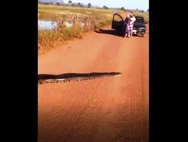 É mais frequente o seu avistamento em ambientes da Amazônia e do Cerrado onde o padrão de coloração da sua pele ajuda na camuflagem.