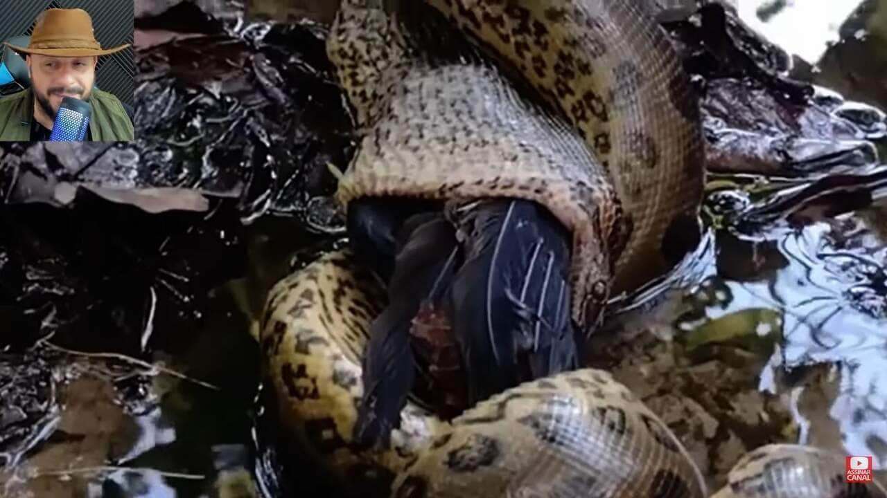 As sucuris não são venenosas, pois não possuem dentes inoculadores de veneno, mas sua mordida é forte o bastante para atordoar sua presa que rapidamente é envolvida pela musculatura forte e robusta da serpente.