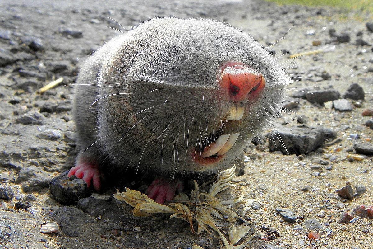 O rato-toupeira-gigante ou rato-toupeira-russo (Spalax giganteus) é uma espécie de roedor da família de spalacídeos encontrada em uma área limitada do Cazaquistão, Chechênia e do sul da Calmúquia, na Rússia