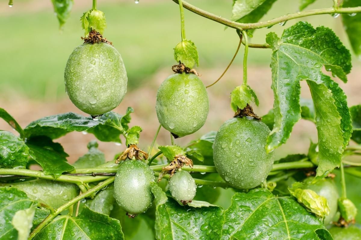 Razões para comer maracujá e uma receita muito simples; saiba como preparar tudo em casa - Fonte/Canva