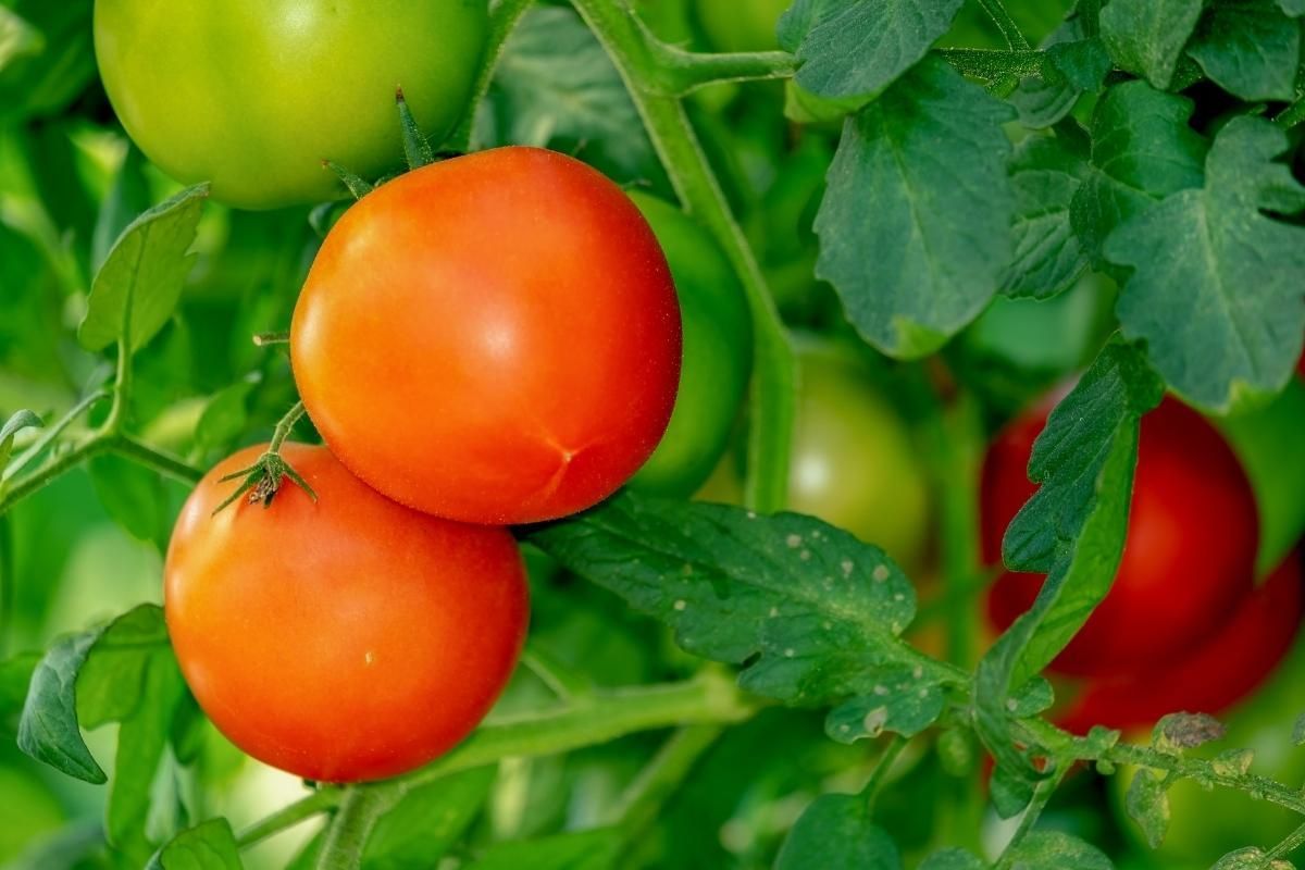 Como se livrar de pragas em tomates em vaso de maneira fácil? Confira essas dicas de mestre para a sua horta - Fonte/Canva
