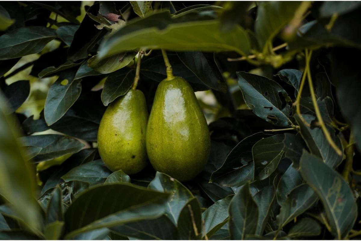 O jeito certo de cultivar abacate em casa de forma simples e rápido; confira agora - Fonte/Canva