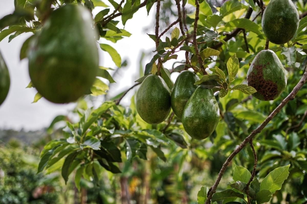 O jeito certo de cultivar abacate em casa de forma simples e rápido; confira agora - Fonte/Canva