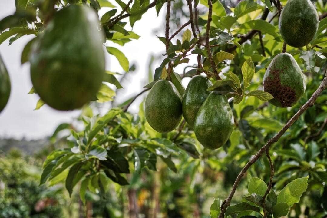 Sabor e Nutrição em um Copo: Aprenda a Fazer Vitamina de Abacate em Casa 11 O jeito certo de cultivar abacate em casa de forma simples e rápido; confira agora - Fonte/Canva