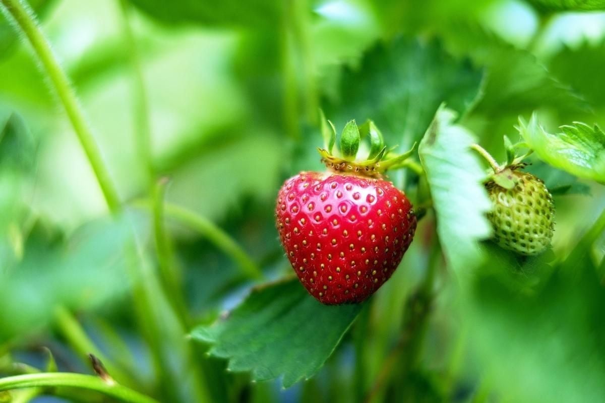 Como plantar morango em casa: veja dicas de como elaborar em casa - Fonte/Canva