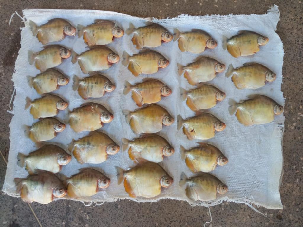 batalhao ambiental prende homem e apreende 87 unidades de pescado irregular