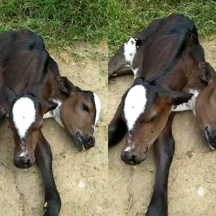 Uma bezerra nasceu com duas cabeças e chamou a atenção dos moradores na comunidade rural de Bom Sucesso, no município de Santa Cruz, em Rio Grande do Norte.