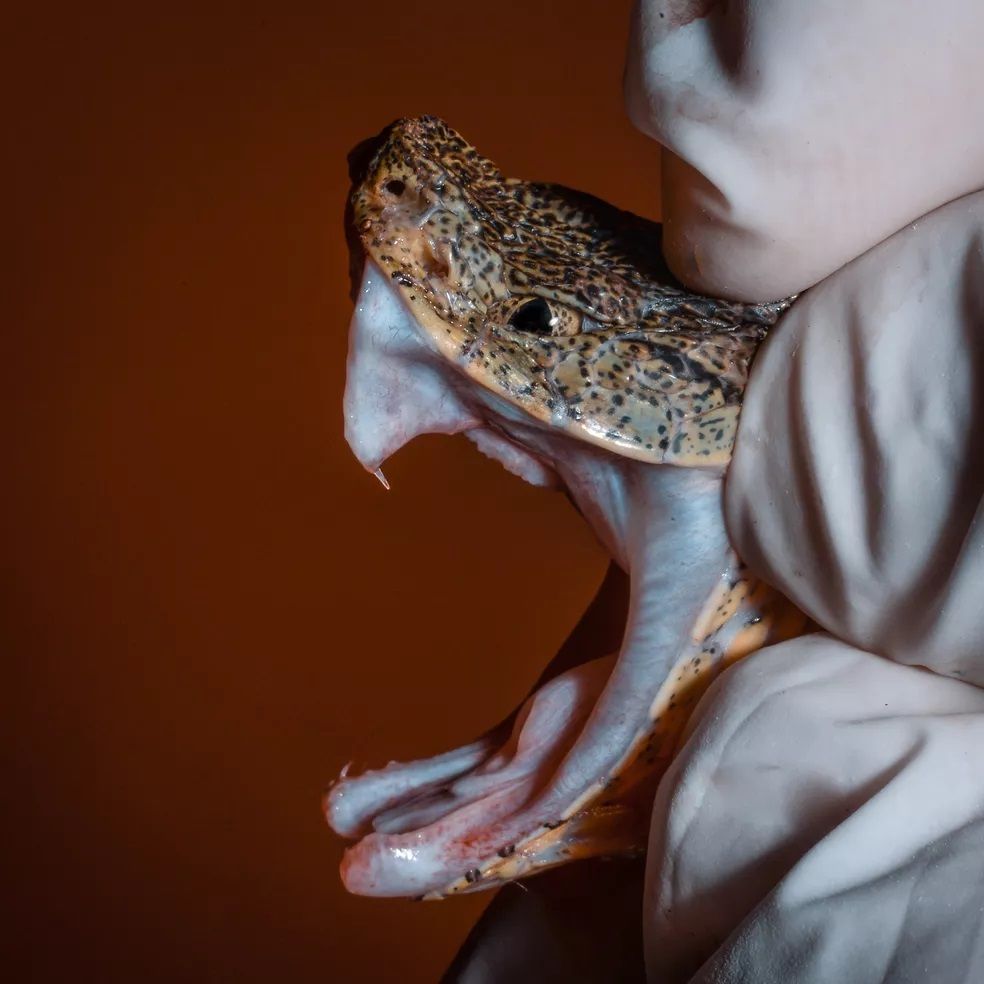 São serpentes peçonhentas, encontradas nas Américas Central e do Sul, sendo importantes causadoras de acidentes com animais peçonhentos no Brasil e nos outros países onde se distribuem, com altas taxas de morbidade e mortalidade.
