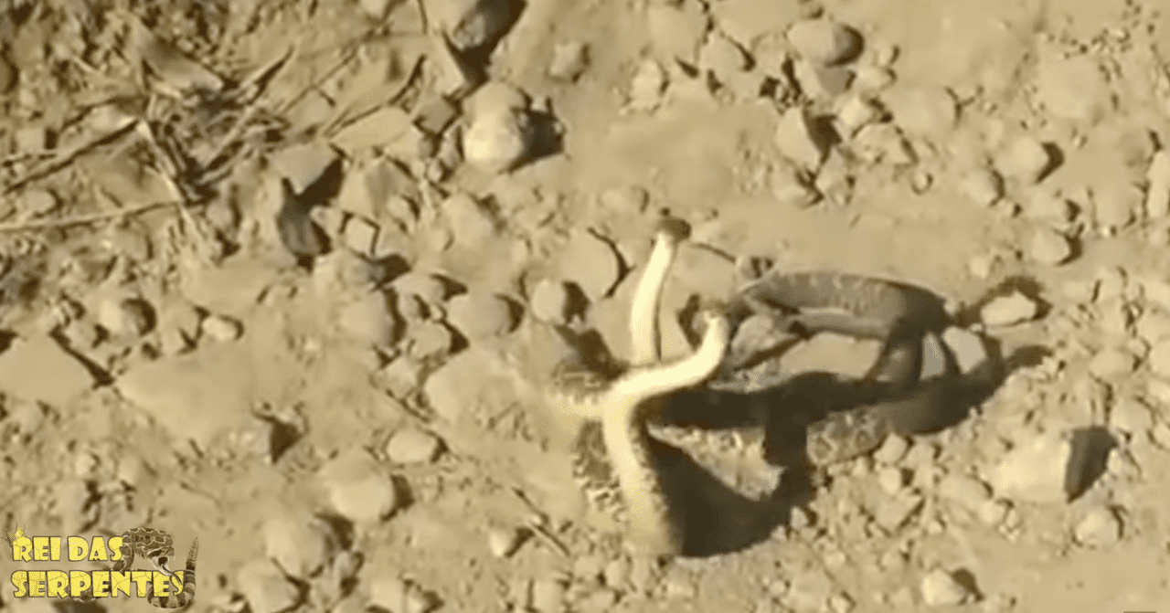 briga de duas cascavel