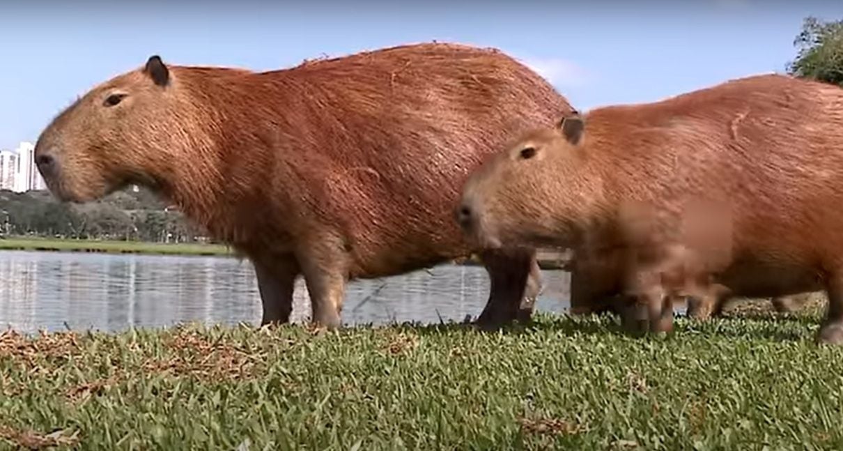 É o maior roedor do mundo, pesando até 91 kg e medindo até 1,2 m de comprimento e 60 cm de altura. A pelagem é densa, de cor avermelhada a marrom escuro.