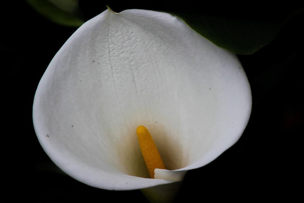 Planta copo de leite! Como cultivar e cuidar em casa?