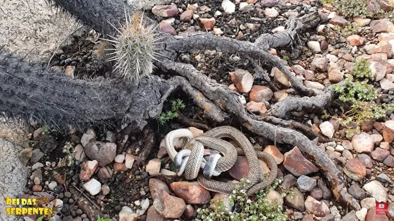 A Philodryas nattereri possui uma peçonha que será inoculada através de sua dentição opistóglifa e possui grandes efeitos no corpo do ser humano muito semelhantes aos efeitos da Bothrops jararaca, tendo ações proteolíticas, inflamatória aguda, hemorrágicas e coagulantes, neurotóxica, miotóxica, nefrotóxica e cardiovascular