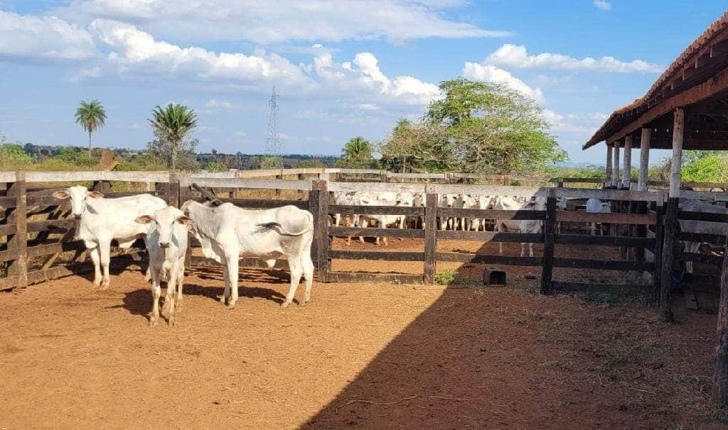 gado furtado e recuperado pela policia civil em sao jose dos quatro marcos