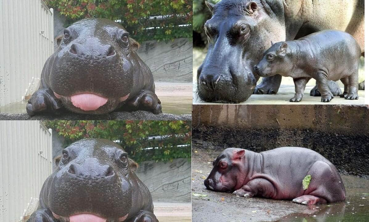 É um animal semiaquático que habita as margens de rios, lagos e pântanos do gênero dos mangais, podendo mesmo chegar às águas salobras dos estuários, onde um macho dominante preside sobre um troço de rio onde agrupa entre cinco a trinta fêmeas e jovens crias.