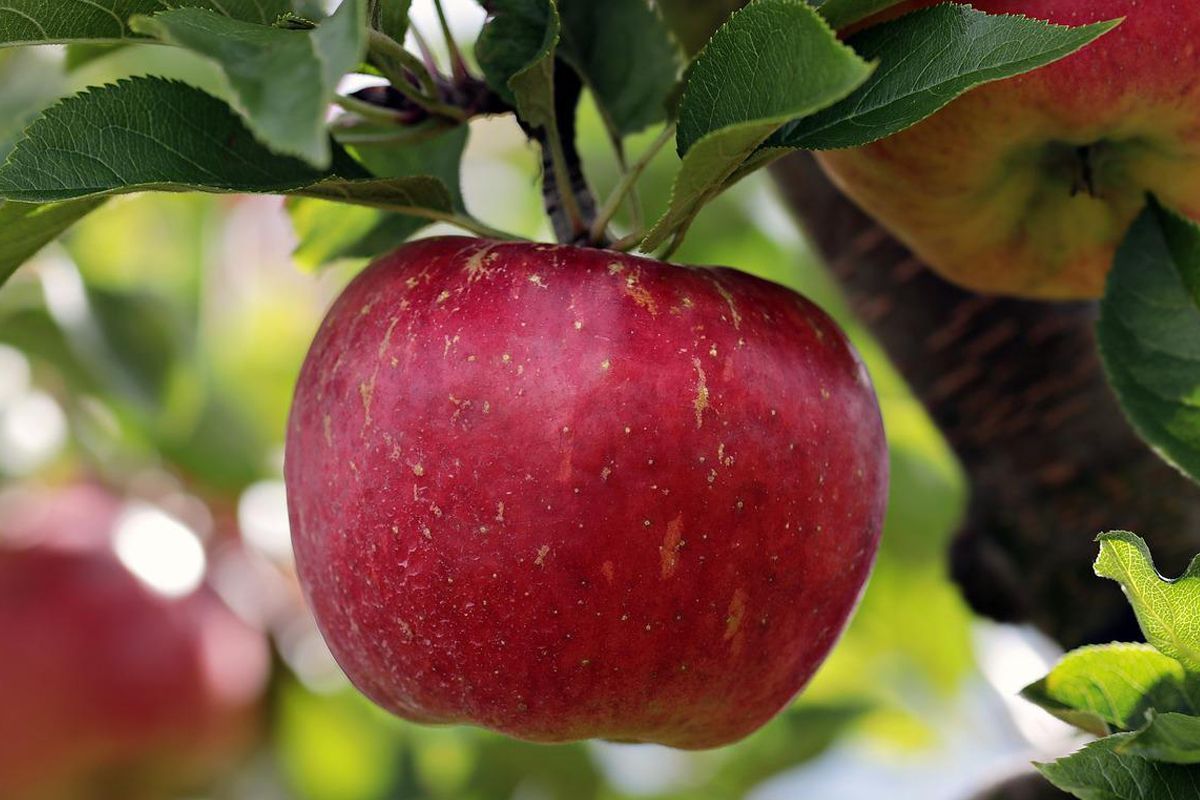 Aprenda a cultivar maçã em casa em climas quentes