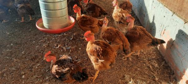 Mais de 150 pessoas participam do Dia de Campo da Avicultura 3 Avicultura