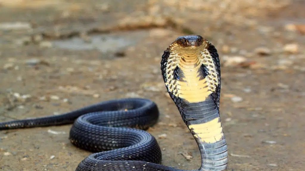 Naja é um gênero de cobras-capelo, serpentes peçonhentas da família Elapidae (cobras). Seu habitat estende-se a toda a África, Sudoeste da Ásia, Sul da Ásia e Sudeste Asiático