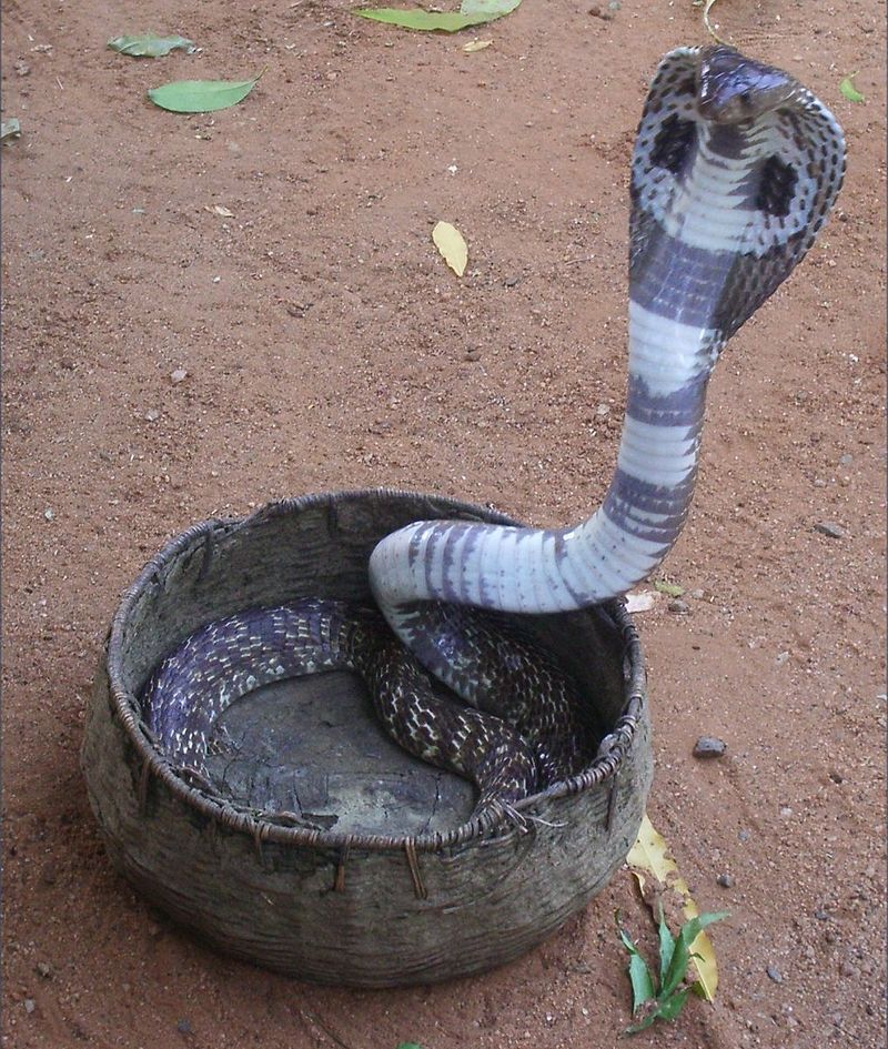 Naja é um gênero de cobras-capelo, serpentes peçonhentas da família Elapidae (cobras). Seu habitat estende-se a toda a África, Sudoeste da Ásia, Sul da Ásia e Sudeste Asiático.
