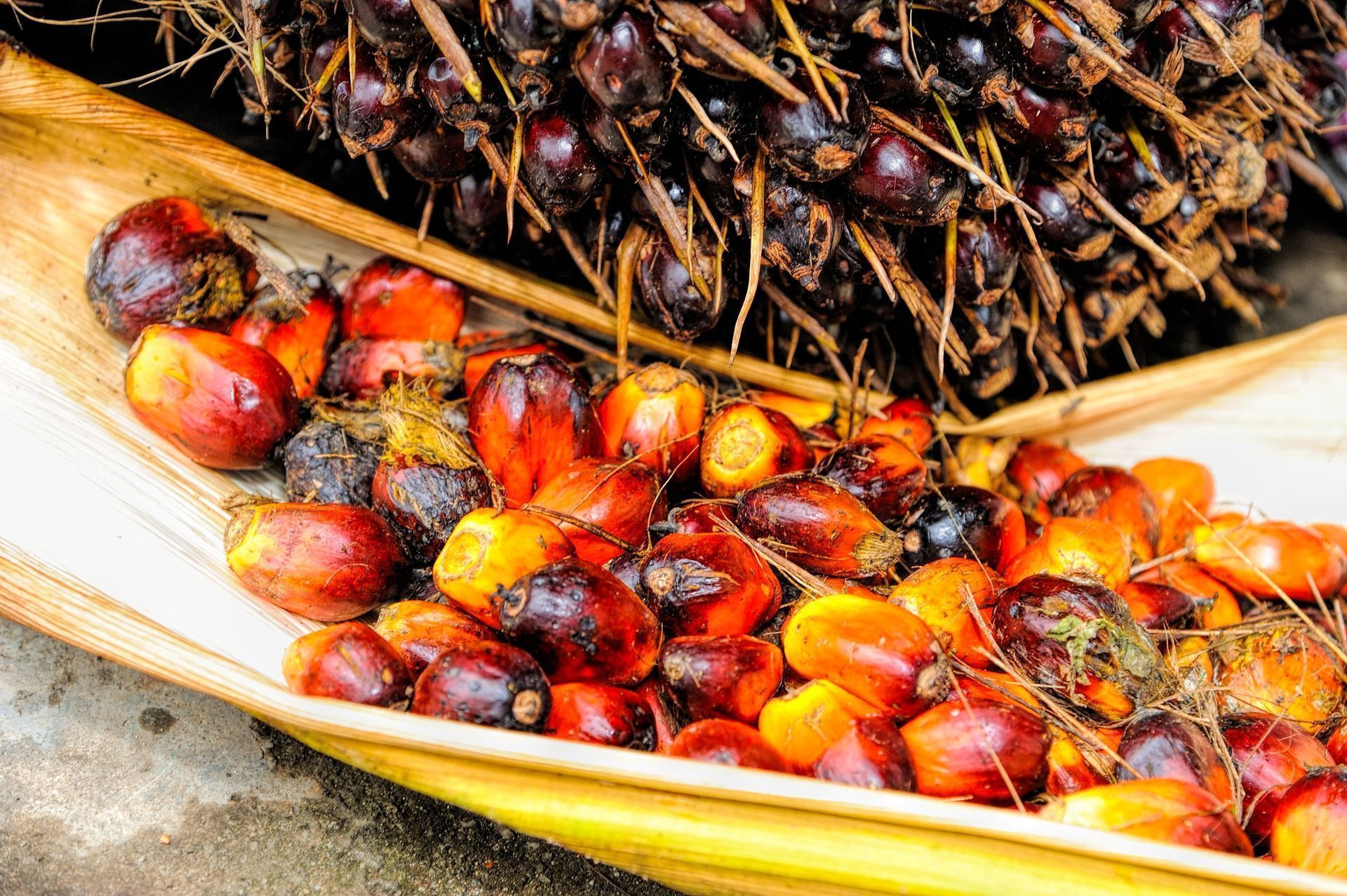 Por que o óleo de palma é ruim?