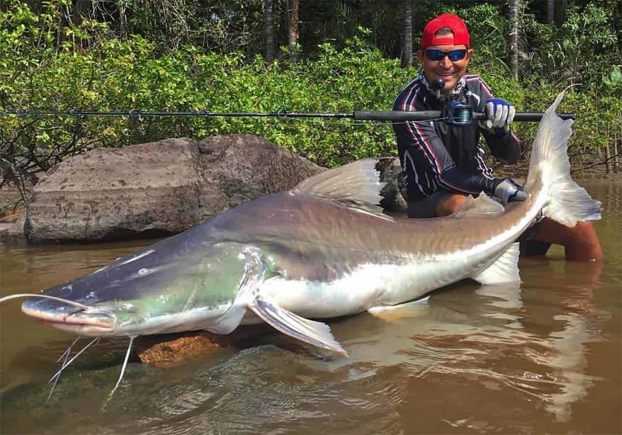 A Piraíba não é um peixe muito procurado pelos pescadores comerciais, pois muitos acreditam que a carne faz mal e transmite doenças.