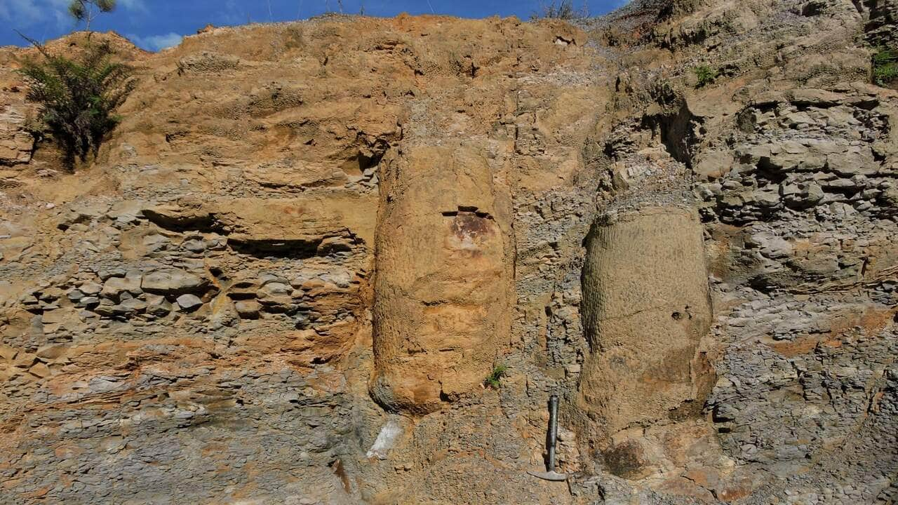 pesquisadora descobre floresta fossilizada de 290 milhoes de anos