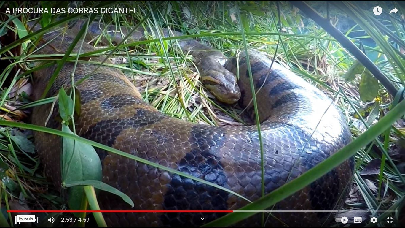 Estas cobras vivem perto de córregos, rios e lagos. Apesar de não serem ágeis em ambiente terrestre, elas são muito rápidas dentro d’água podendo ficar até 30 minutos sem respirar. Possuem hábitos crepusculares e noturnos.