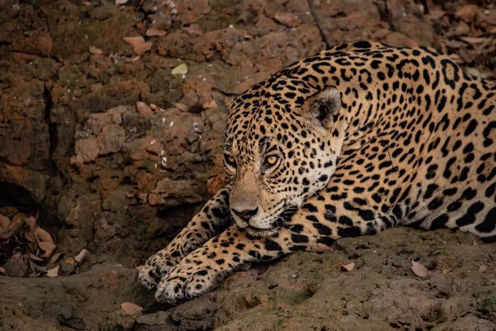 Apesar da semelhança com o leopardo (Panthera pardus), a onça-pintada é evolutivamente mais próxima do leão (Panthera leo)