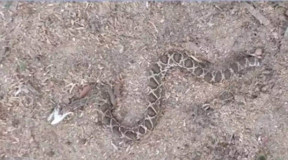 As cascavéis alimentam-se principalmente de pequenos roedores, mas podem fazer uso de seu veneno para fazerem outras vítimas, como pequenas aves, coelhos, lagartos, e, eventualmente, outras serpentes.