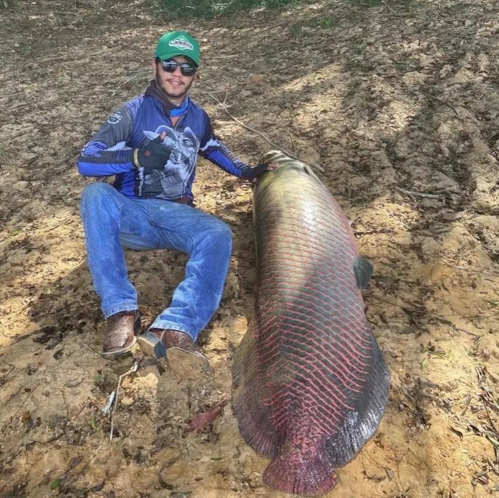 O pirarucu (nome científico: Arapaima gigas) é um dos maiores peixes de águas doces fluviais e lacustres do Brasil. Pode atingir três metros e vinte centímetros e seu peso pode ir até 330 kg.