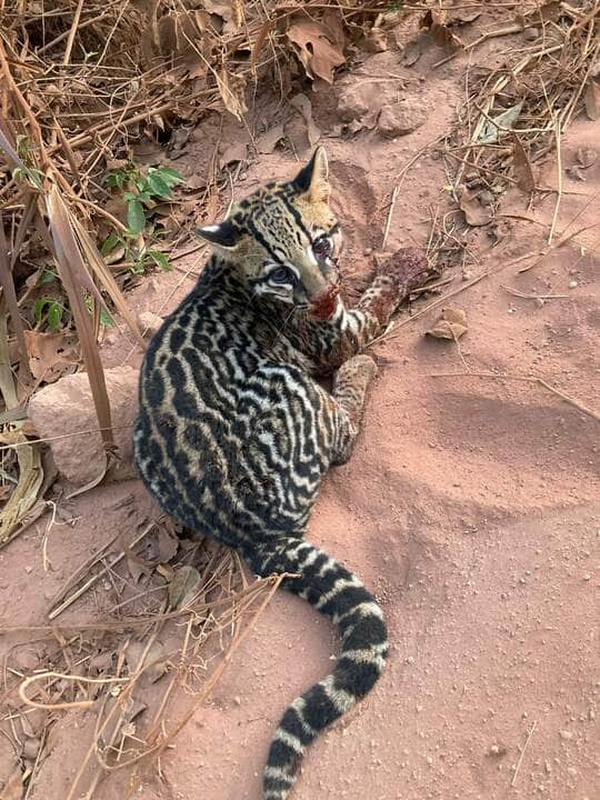 A jaguatirica , também conhecida como ocelote, é uma espécie de mamífero carnívoro pertencente à família dos felídeos, sendo um dos dez representantes do gênero Leopardus.