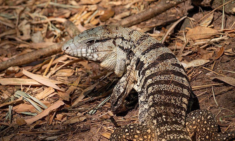 Podem ser animais agressivos, razão pela qual são importantes os cuidados no manejo para se evitarem mordidas