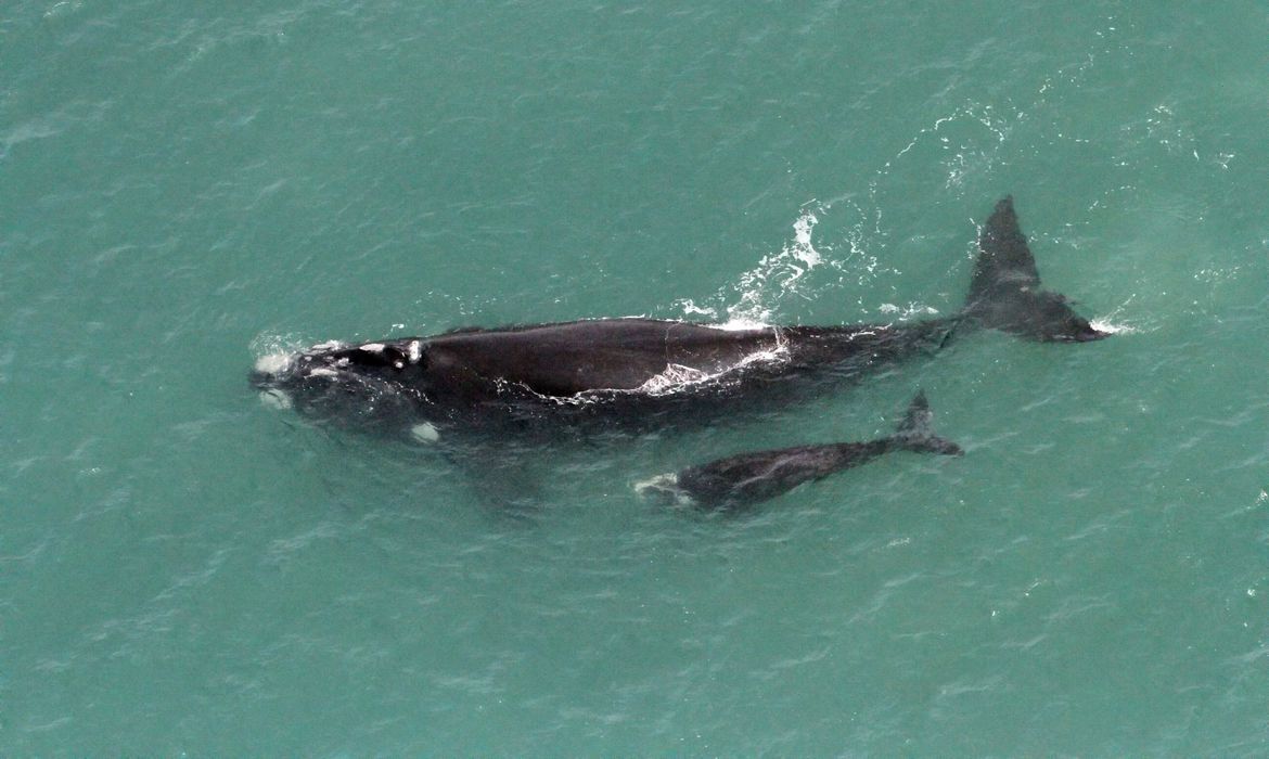 Segundo a bióloga, a baleia-franca tem uma característica exclusiva da espécie que é a existência de um conjunto de calosidades no alto da cabeça, que servem para o reconhecimento individual, ao contrário das baleias jubarte, que têm na cauda um padrão de cor branco e preto