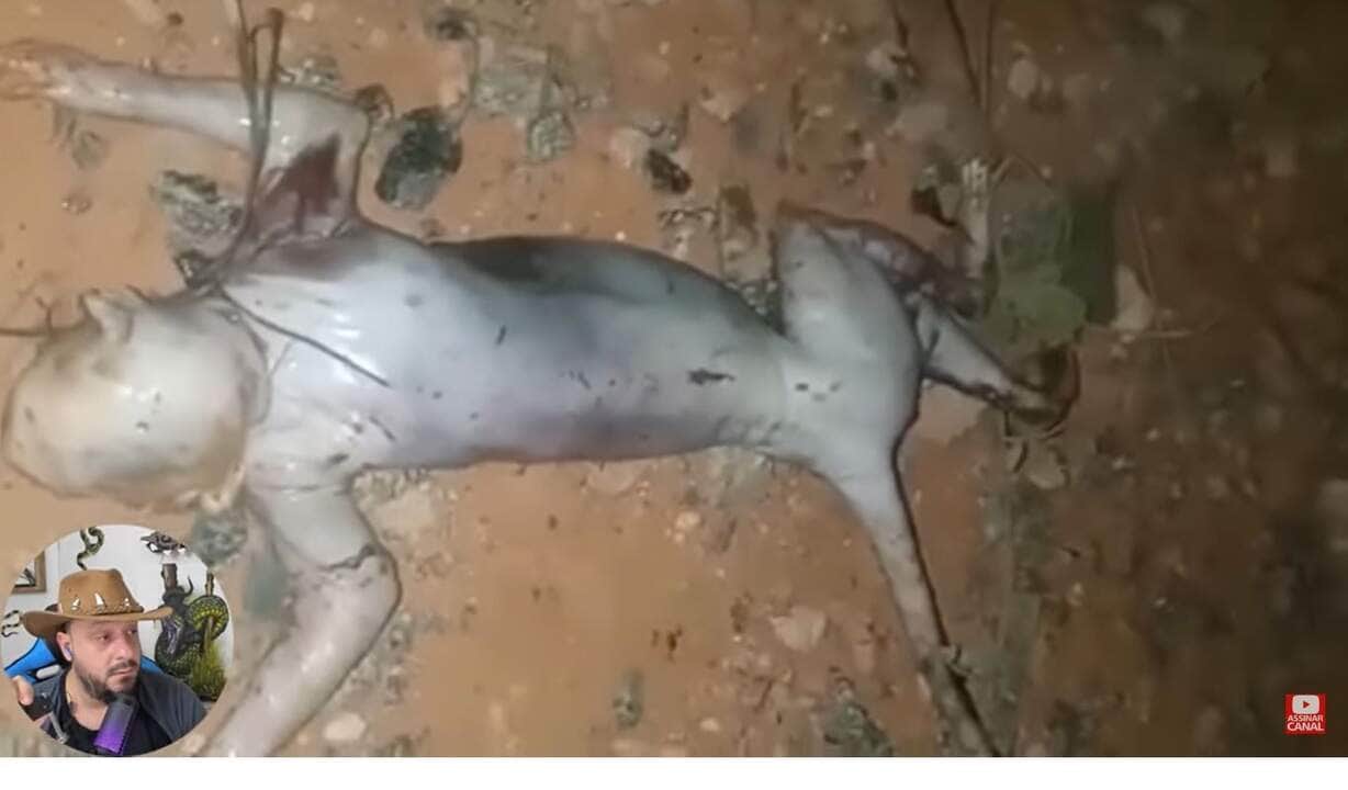 Chupa cabra encontrado no Brasil? Veja o vídeo 2 Um dos famosos casos lendários de chupa cabra realmente foi encontrado no Brasil?