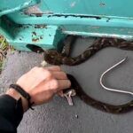 A jararaca (bothrops jararaca) é uma cobra venenosa, que se alimenta de ratos e pode aparecer próximo de residências para se alimentar