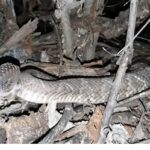 Cobra Cascavel ou cascavel é o nome genérico dado às cobras peçonhentas dos géneros Crotalus e Sistrurus.